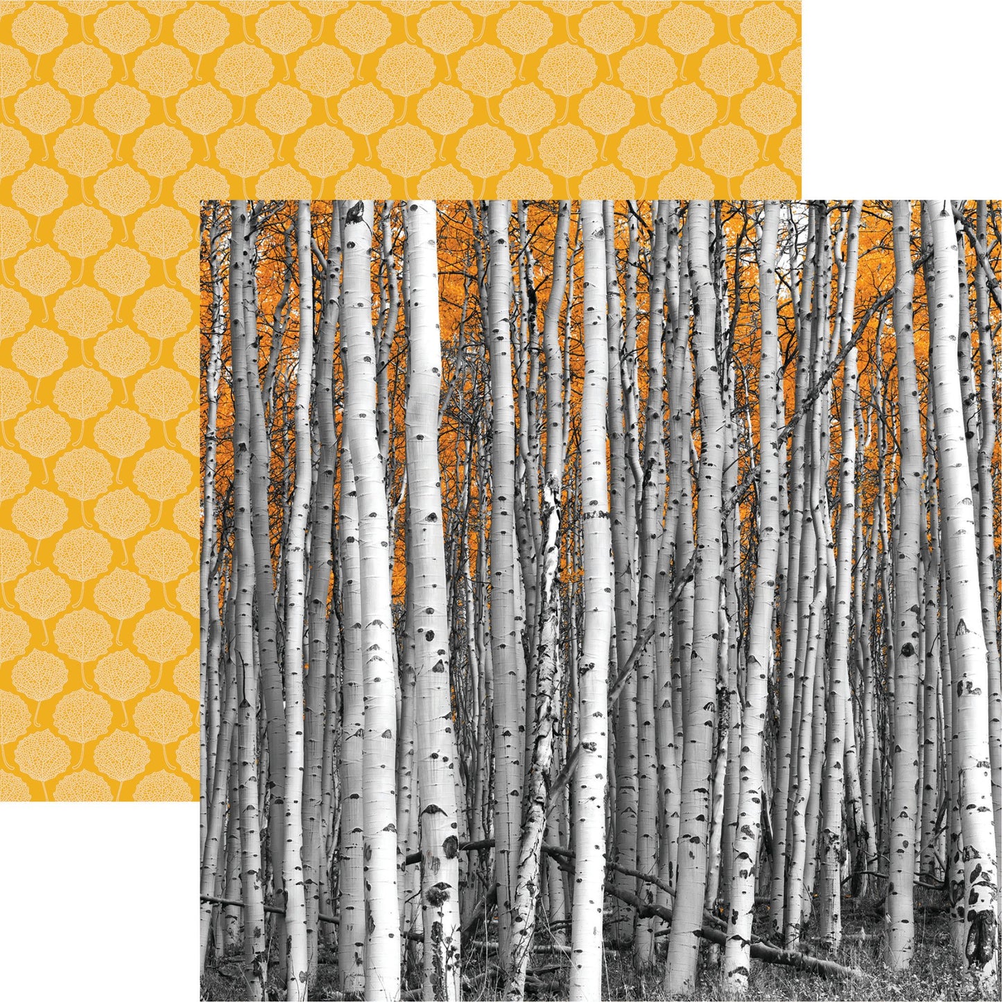 Reminisce Colorado: Aspen Trees DS Paper (1 Sheet)