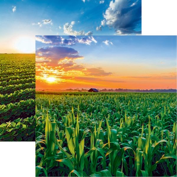 Reminisce In the Field: Corn Paper DS Paper (1 Sheet)