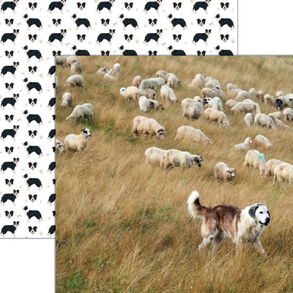 Reminisce Oh Sheep!: Herding DS Paper (1 Sheet)